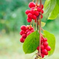 SCHISANDRA tørka urt