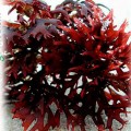 Carrageen