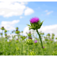 Mariatistel frø Knuste Hilton Herbs (Milkthistle)