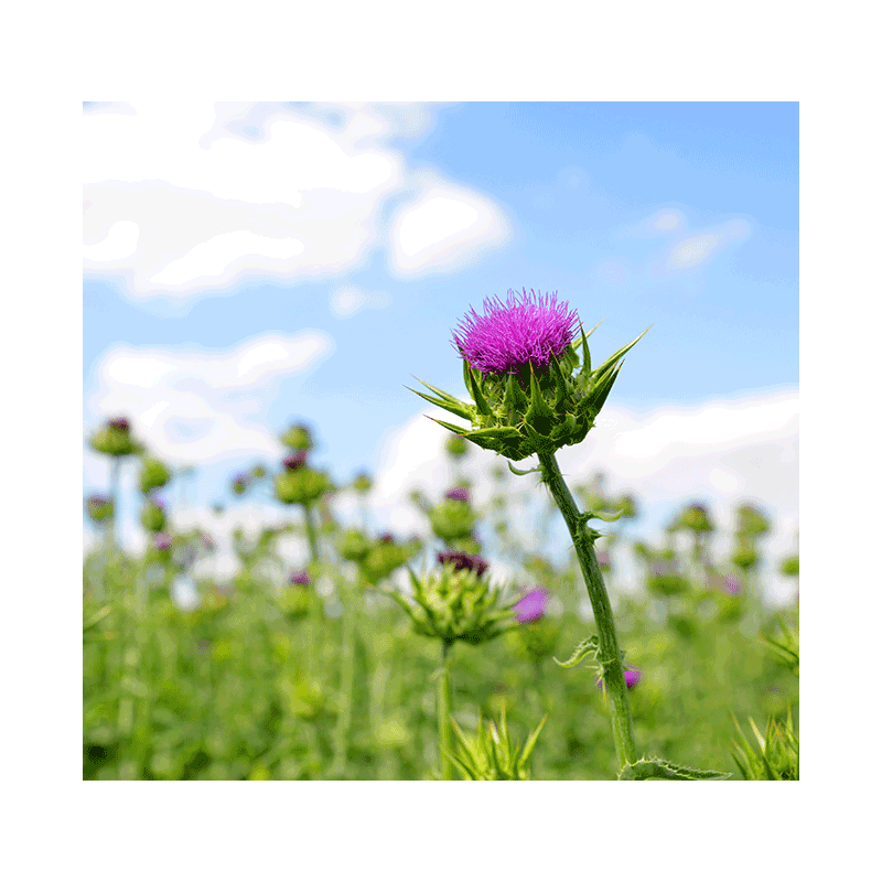 Mariatistel frø Knuste Hilton Herbs (Milkthistle)
